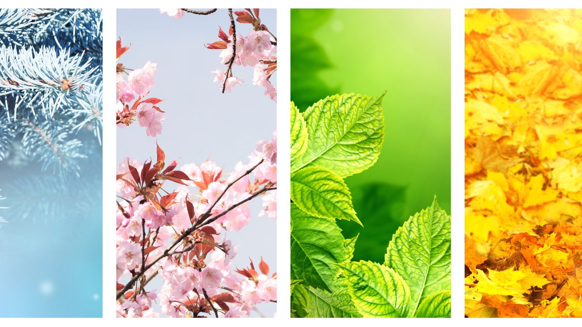 Seasonal Rhythms in Nature Art